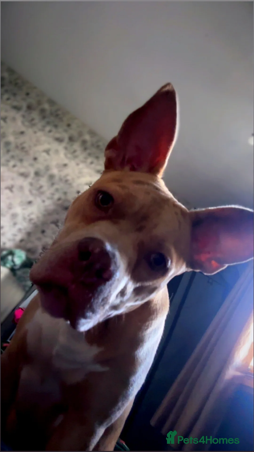 American Bulldog dogs for sale: Sklyar - Advert 3