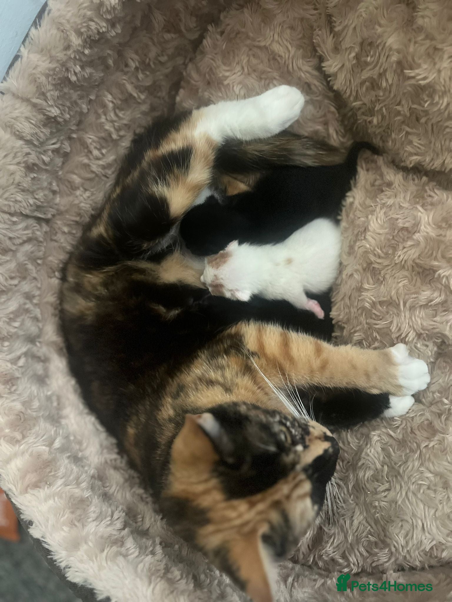 British Shorthair cats White cat  - Advert 3