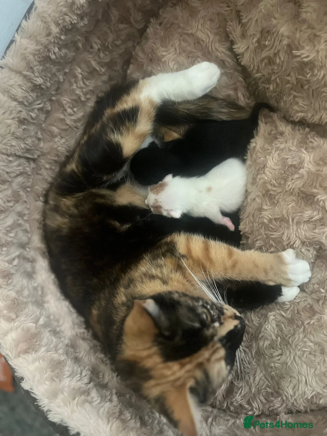 British Shorthair cats for sale: White cat  - Advert 1