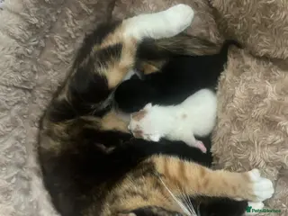 British Shorthair cats White cat - Advert 3