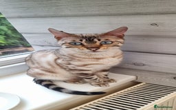 Bengal cats for sale: TICA Registered Bengal Kittens–Ready End Nov 25 - Image 20