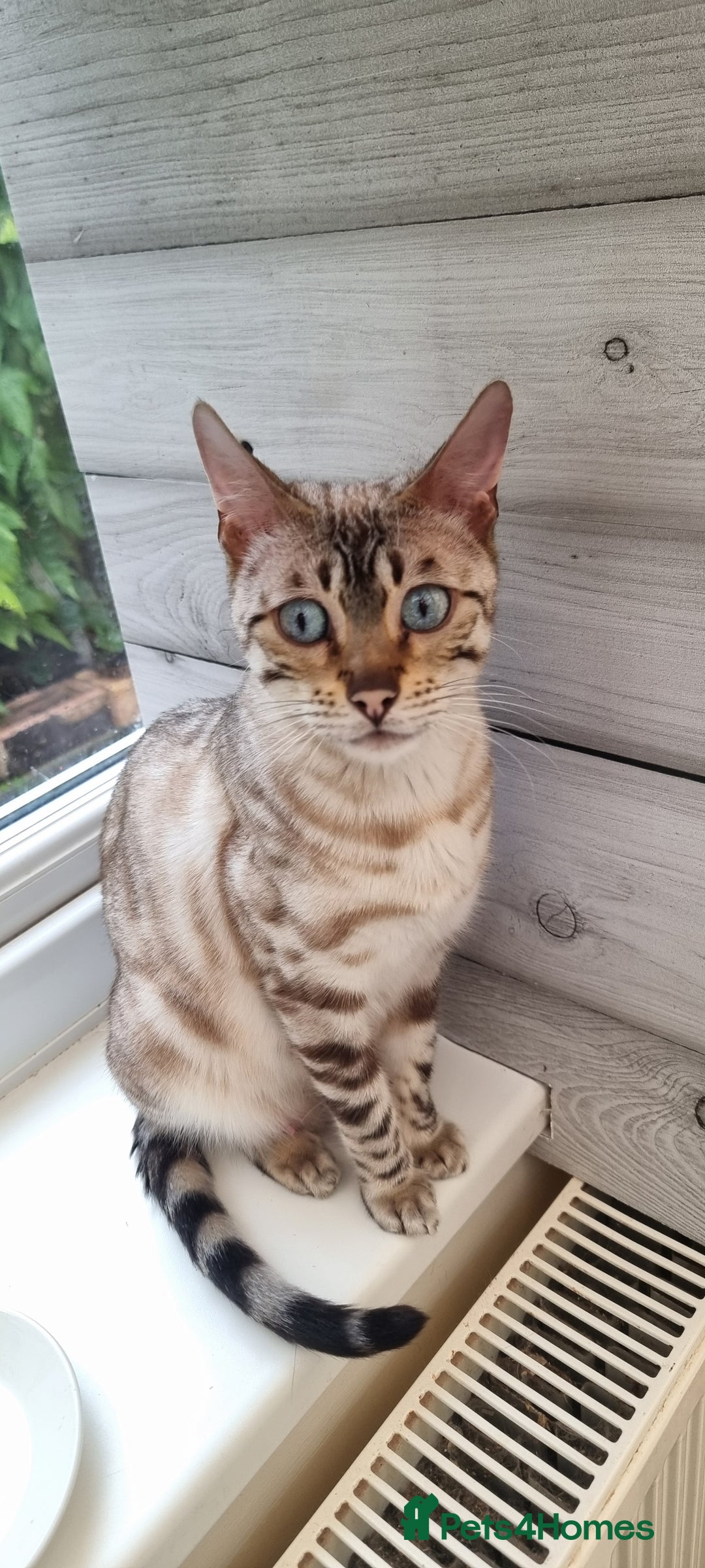 Bengal cats for sale: TICA Registered Bengal Kittens–Ready End Nov 25 - Image 20