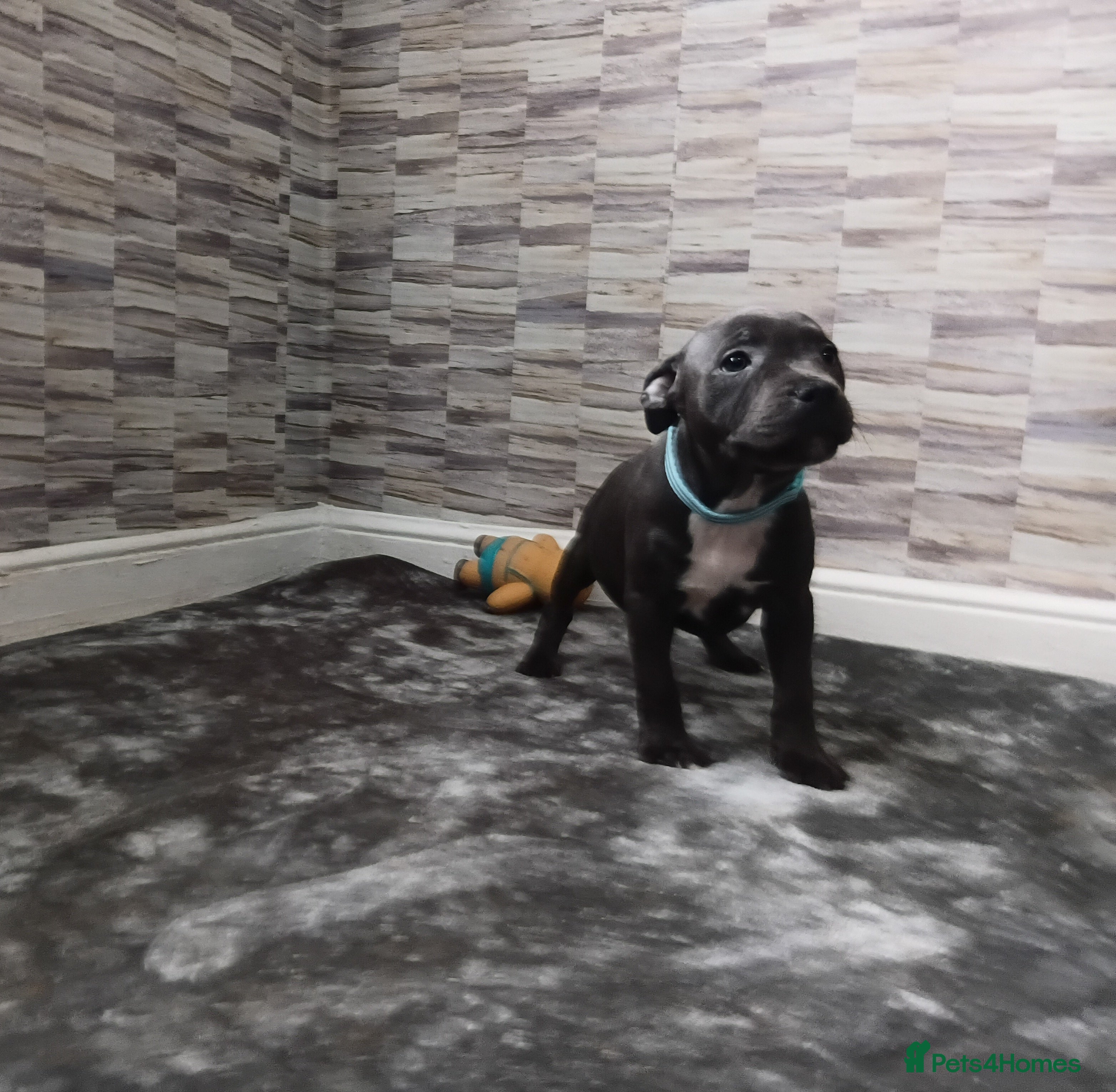 Staffordshire Bull Terrier dogs TOP QUALITY STAFFORDSHIRE BULL TERRIERS - Advert 2