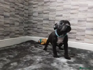 Staffordshire Bull Terrier dogs TOP QUALITY STAFFORDSHIRE BULL TERRIERS - Advert 5