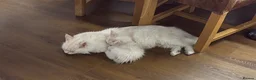 Maine Coon cats for sale: 🐾✨ MAJESTIC MAINE COON KITTENS ✨🐾 - Advert 5