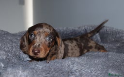 Miniature Dachshund dogs for sale: Stunning Miniature dachshunds  - Image 5