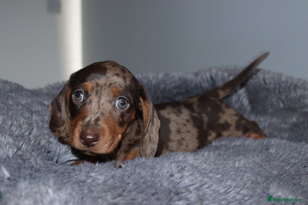 Miniature Dachshund dogs for sale: Stunning Miniature dachshunds  - Image 5
