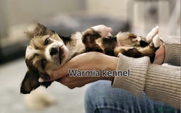 Chinese Crested dogs for sale: Last powder puff boy available  - Image 2