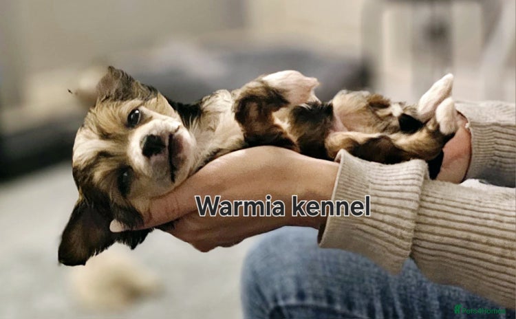 Chinese Crested dogs - Advert 6
