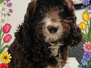 Cockapoo dogs stunning cockapoo girl - Advert 16