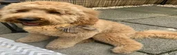 Labradoodle dogs for sale: Multigenerational labradoodle puppies - Advert 15
