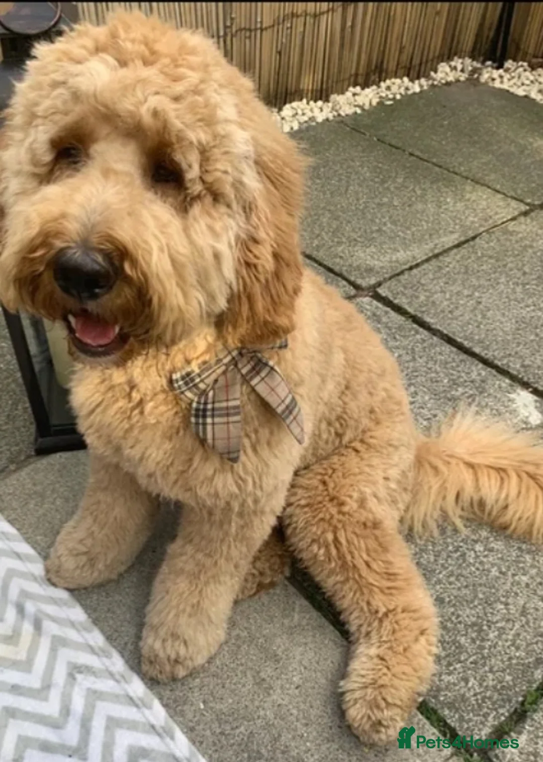 Labradoodle dogs for sale: Multigenerational labradoodle puppies - Advert 15