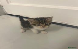 British Longhair cats for sale: North london kittens - Image 4