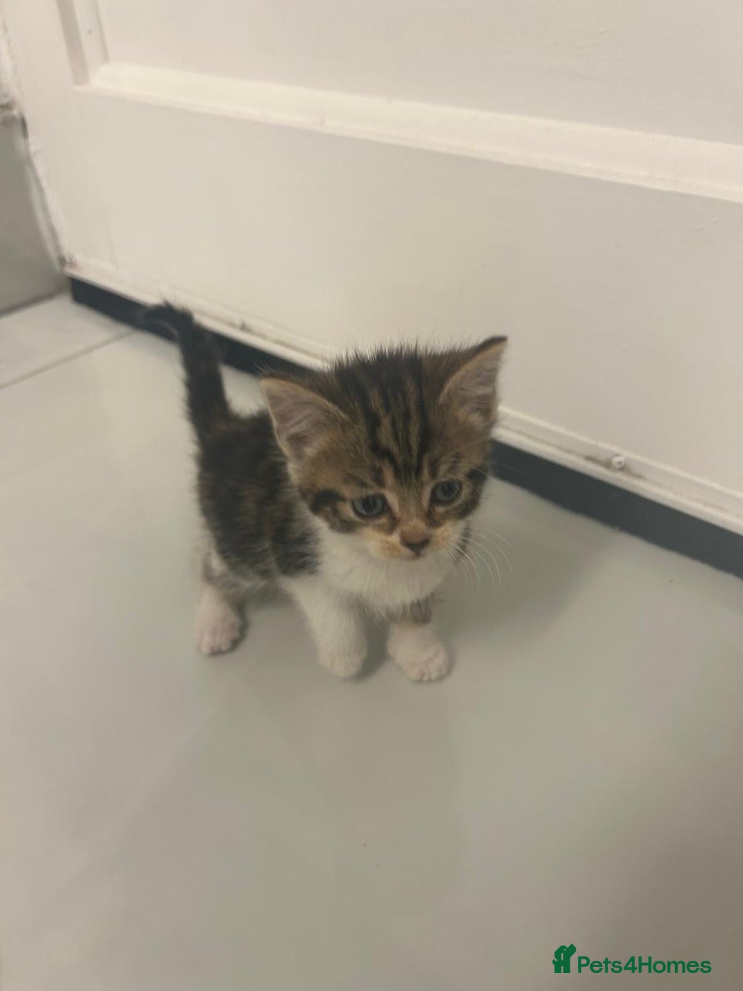 British Longhair cats for sale: North london kittens - Image 4