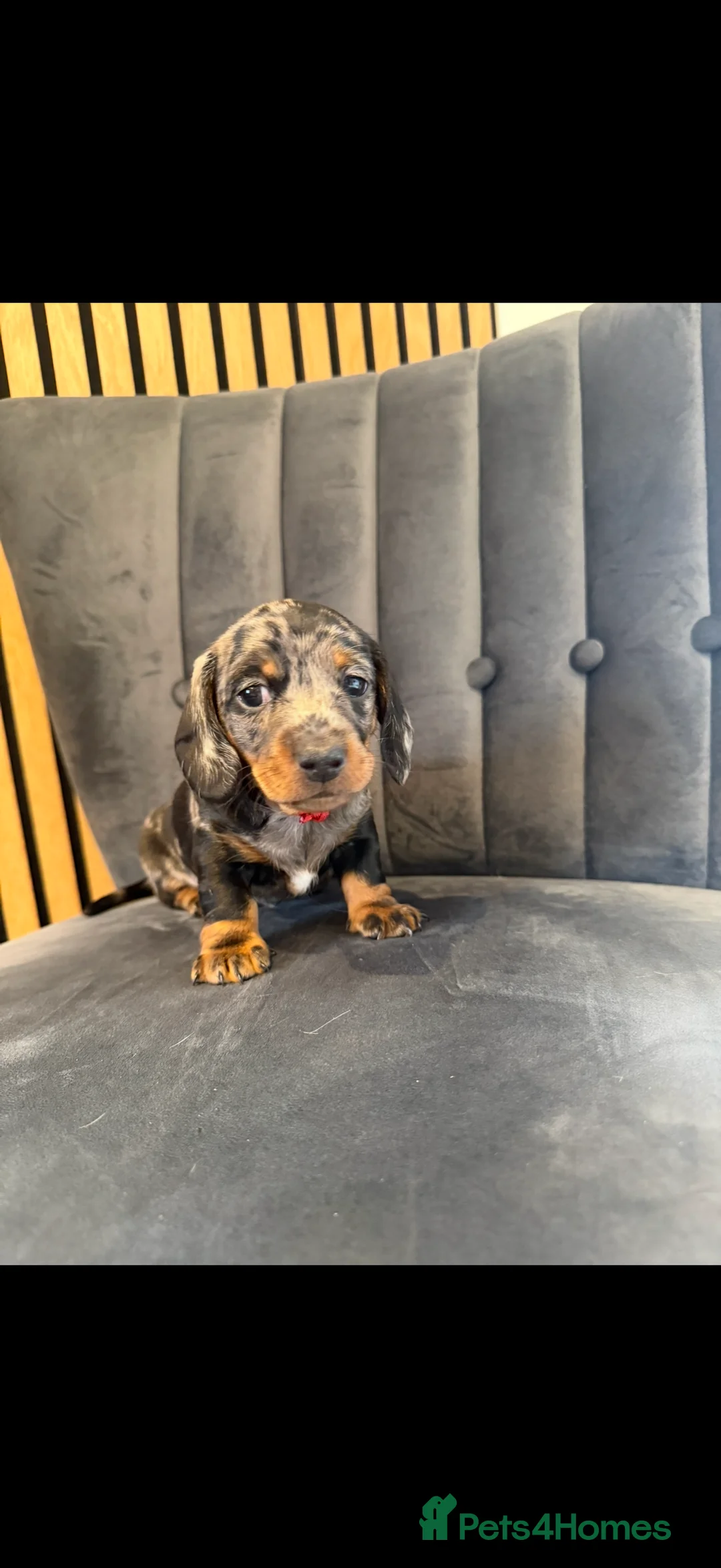 Miniature Dachshund dogs for sale: Beautiful Miniature Dachshunds - Advert 20