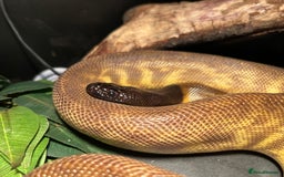 Python Snake reptiles for sale: Black headed python for sale  - Image 6