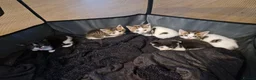 Mixed Breed cats for sale: Kittens ready for homes, tabby, white, black - Advert 14