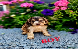 Cockapoo dogs for sale: Top quality F1 health tested cockapoos  - Image 17