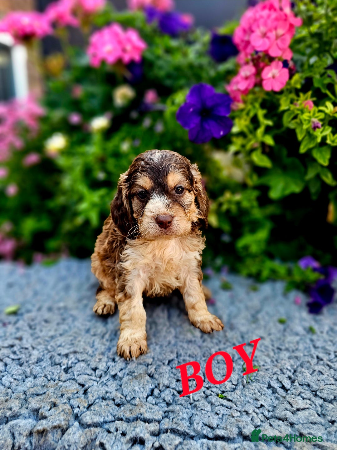 Cockapoo dogs for sale: Top quality F1 health tested cockapoos  - Image 17