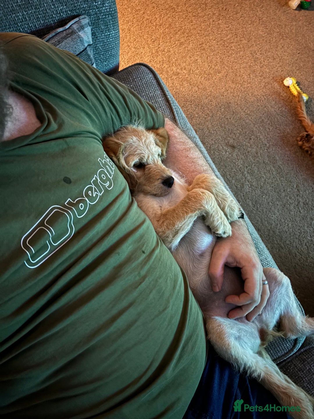 Double Doodle dogs for sale: Double doodles - Image 11
