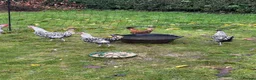 Chickens poultry for sale: Silver appenzeller Quartet - Advert 6