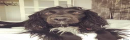 Cocker Spaniel dogs for sale: Beautiful Cocker Spaniel puppies  in Sheffield - Advert 9
