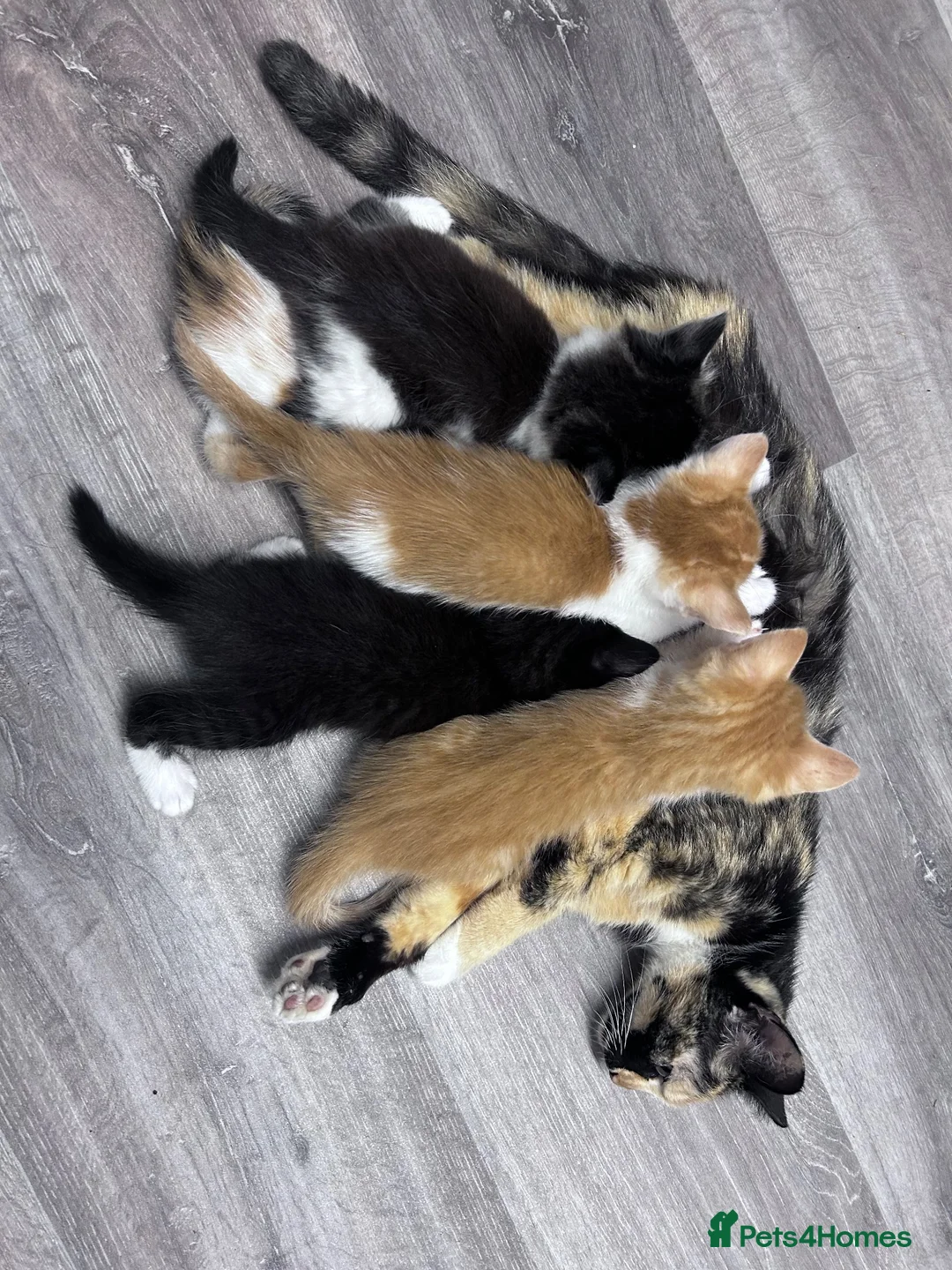 Maine Coon cats for sale: Kittens 7 weeks and ready to leave. 1/2 Maine coon in Eastbourne - Advert 20