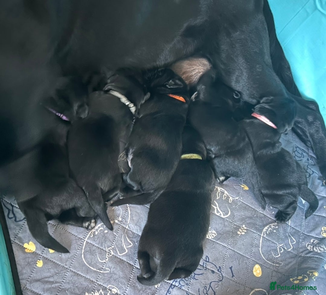 Labrador Retriever dogs for sale: 5 month old Labrador, Raven ❤️ - Image 6