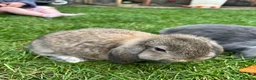 Mixed Breed rabbits for sale: Rabbits for sale - Advert 5