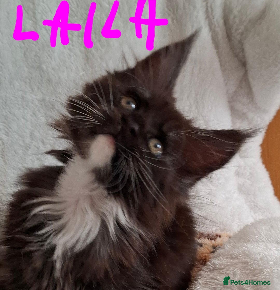Maine Coon cats for sale: Gorgeous Maine Coon Kittens-Champion Bloodlines - Image 3