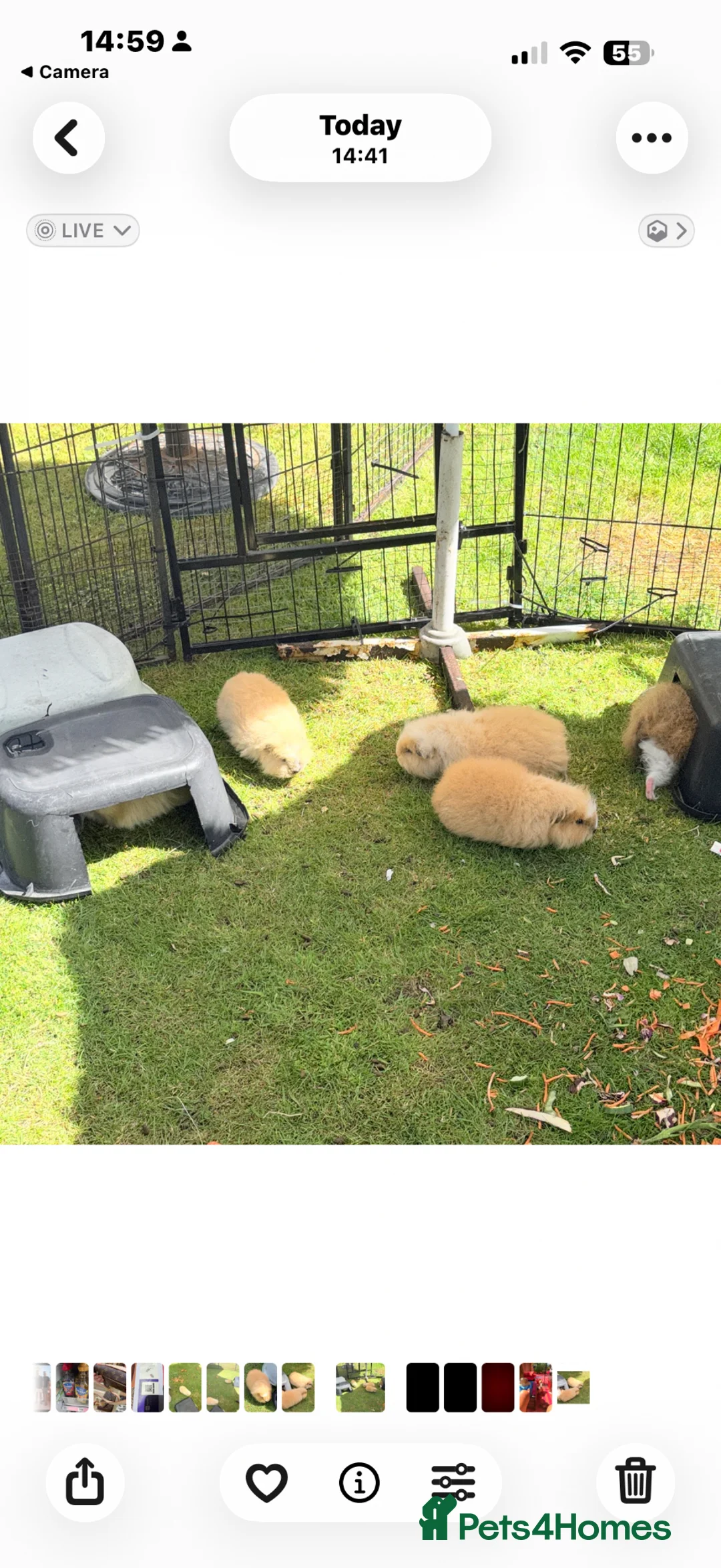 Guinea Pig rodents for sale: Swiss & Peruvians baby’s available  - Advert 1
