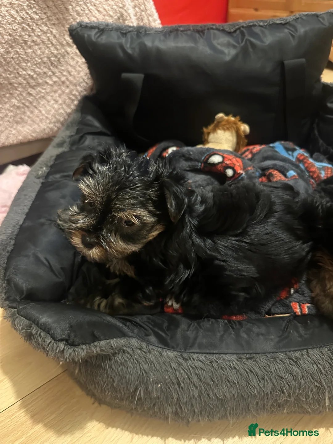 Yorkshire Terrier dogs for sale: Lovely Angels boys - Advert 2