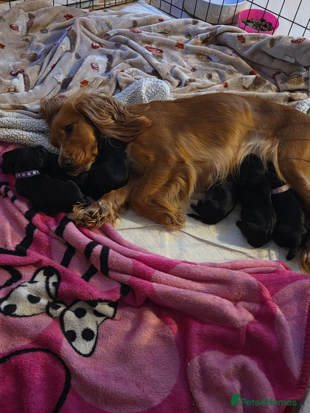 Mixed Breed dogs for sale: Cocker Spaniel x Dachsund Puppies  - Advert 2