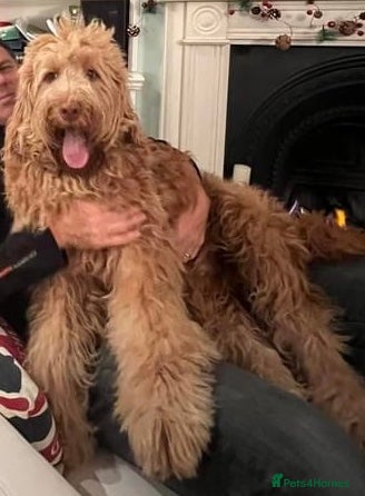 Labradoodle dogs for sale: LAST 3 LARGE PREMIUM MULTIGEN DOUBLE DOODLES 🐾🐾 - Advert 30
