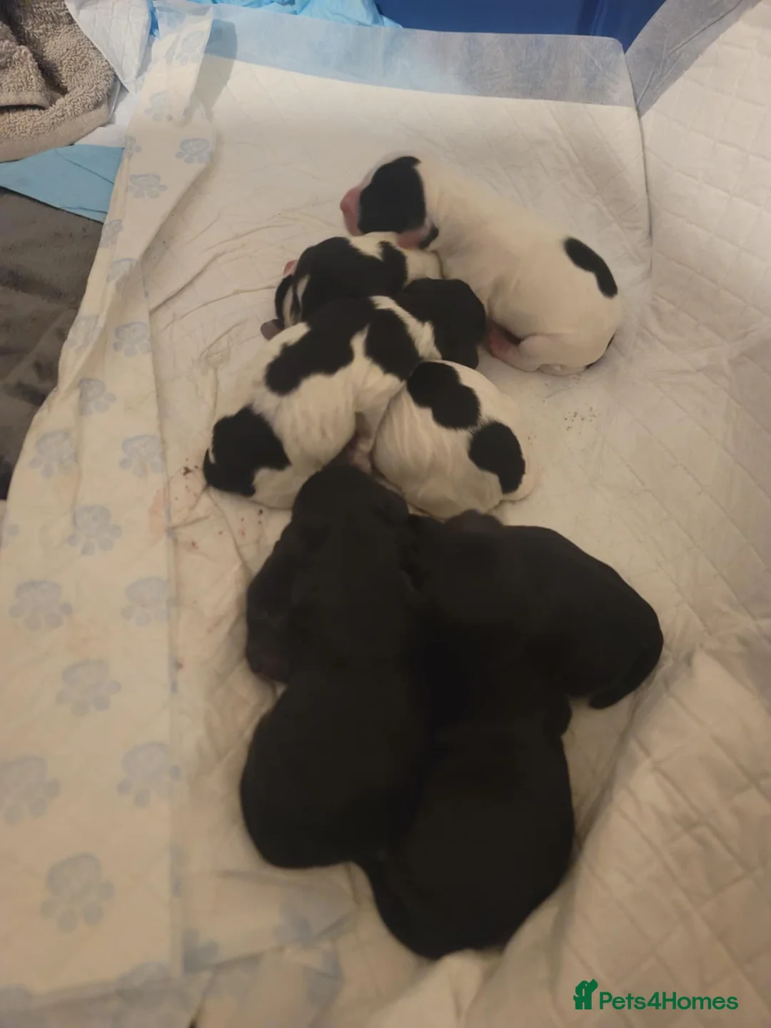 Cockapoo dogs for sale: The Magnificent fully-vaccinated Seven  in Romford - Advert 37