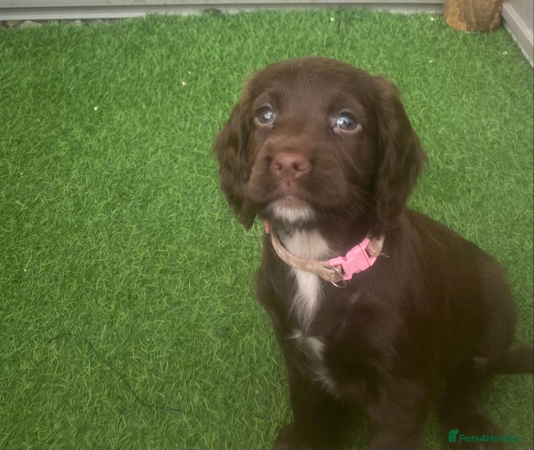 Sprocker dogs for sale: Last 2 girls available chocolate Sprockers - Image 35