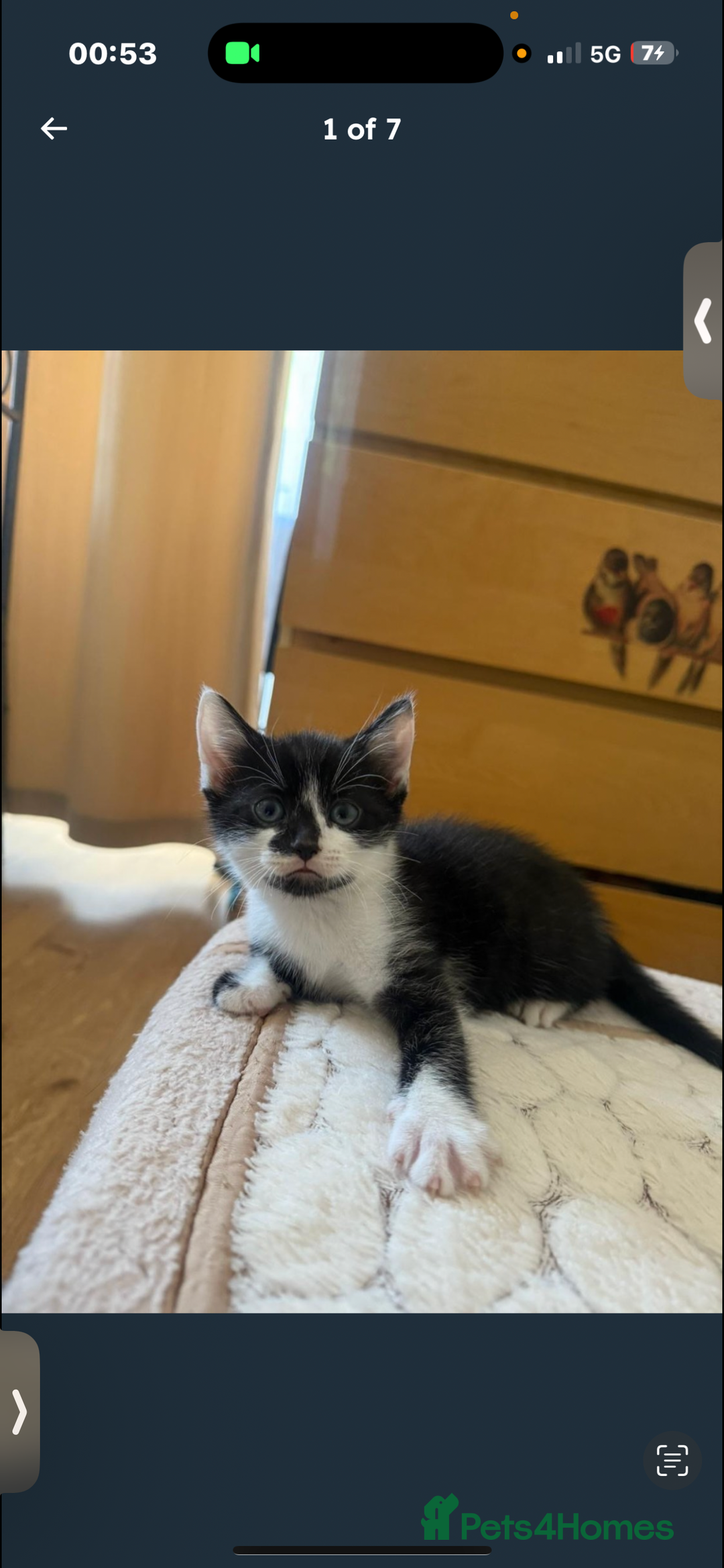 Mixed Breed cats for sale: 9 week old kitten - Image 4