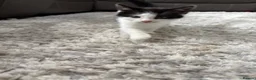 British Shorthair cats for sale: Kittens  in High Wycombe - Advert 9