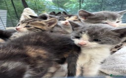 Bengal cats for sale: 12 mixed kittens - Advert 3