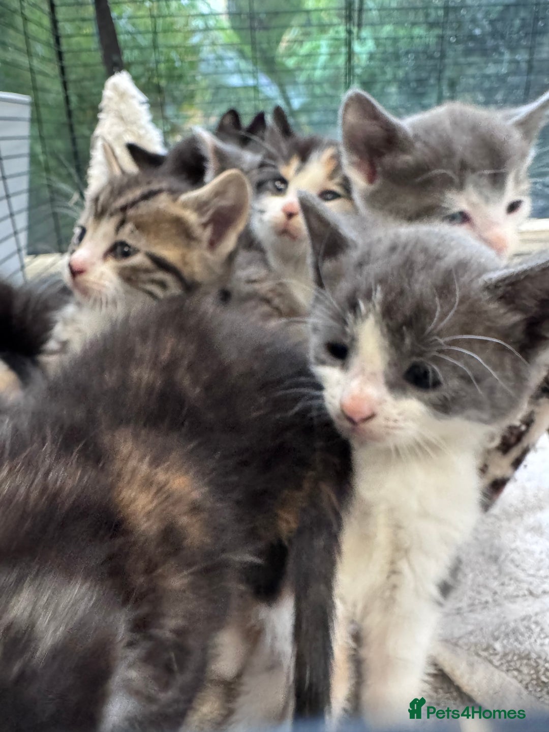 Bengal cats for sale: 12 mixed kittens - Advert 3