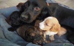Cockapoo dogs for sale: Gorgeous cockerpoo  puppies for sale  - Image 25