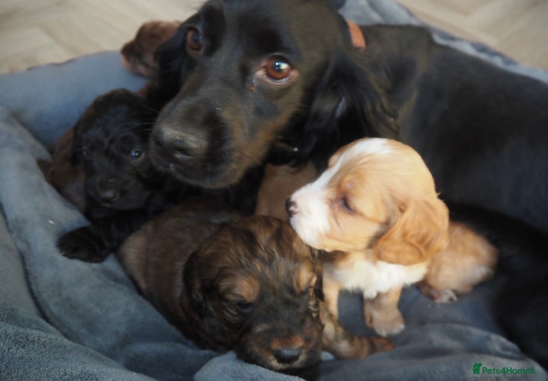 Cockapoo dogs for sale: Gorgeous cockerpoo  puppies for sale  - Image 25