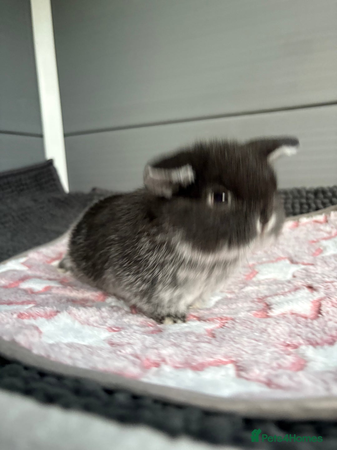 Mini Lop rabbits for sale: Little fluffy mini lops  - Image 4