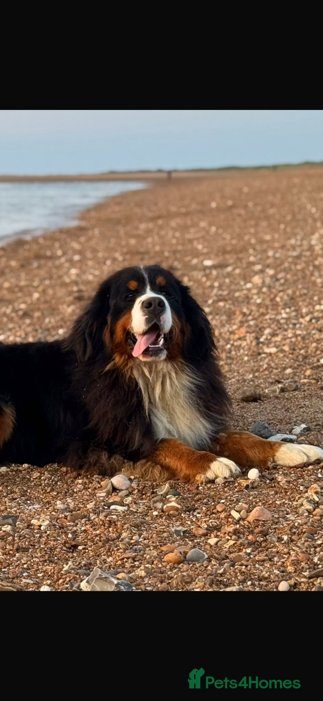 Bernese Mountain Dog dogs for stud: Gorgeous Bernese stud Maui - Advert 19