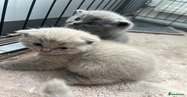 Scottish Fold cats - Advert 9
