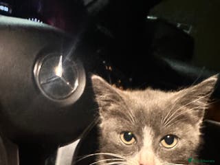 Mixed Breed cats Hybrid-Breed Kittens Available – Raised With Love - Advert 1