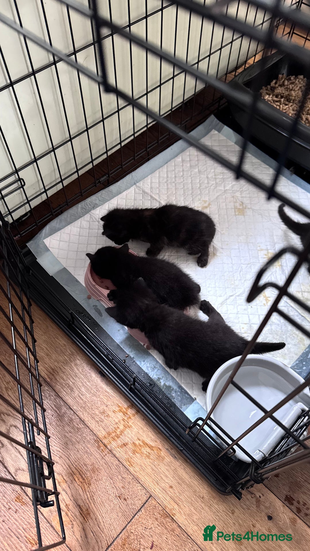 Mixed Breed cats for sale: Adorable Kittens Ready for Their Forever Homes🐾 - Image 5