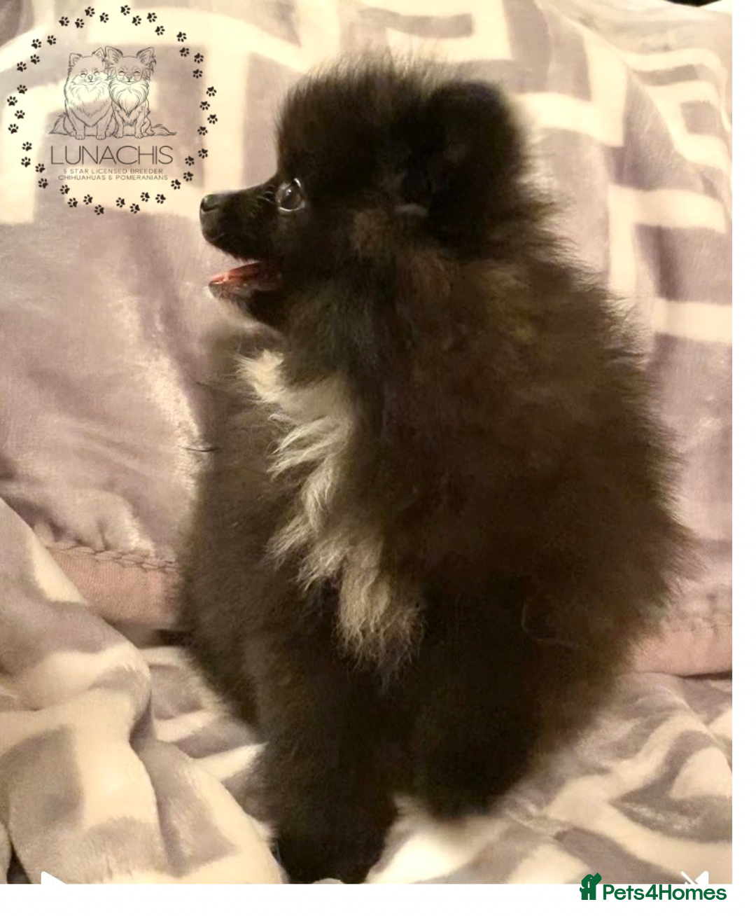 Pomeranian dogs for sale: Stunning Pomeranian puppies - Advert 5