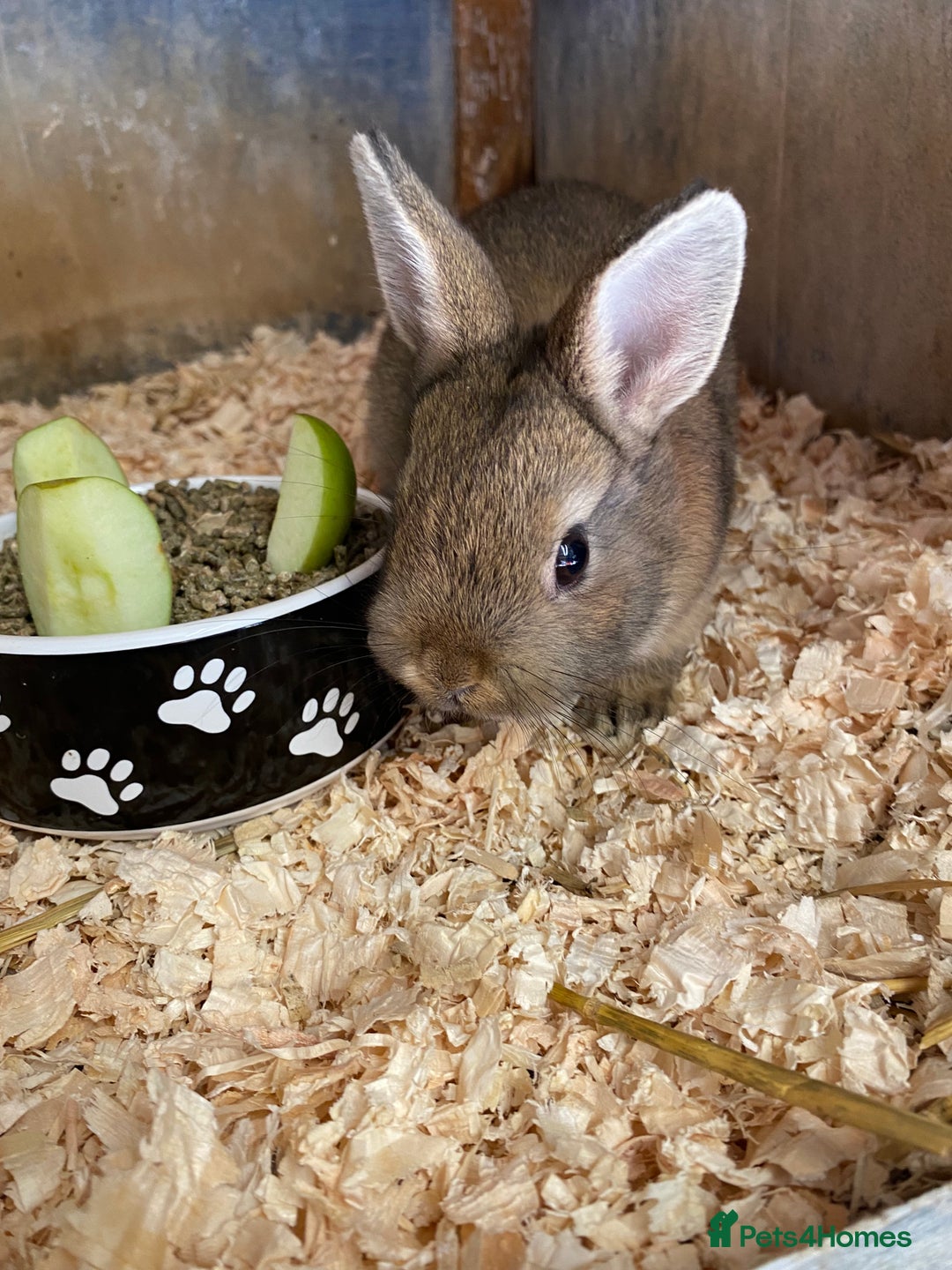 Netherland Dwarf rabbits for sale: Pure Netherland dwarf babies  - Image 11