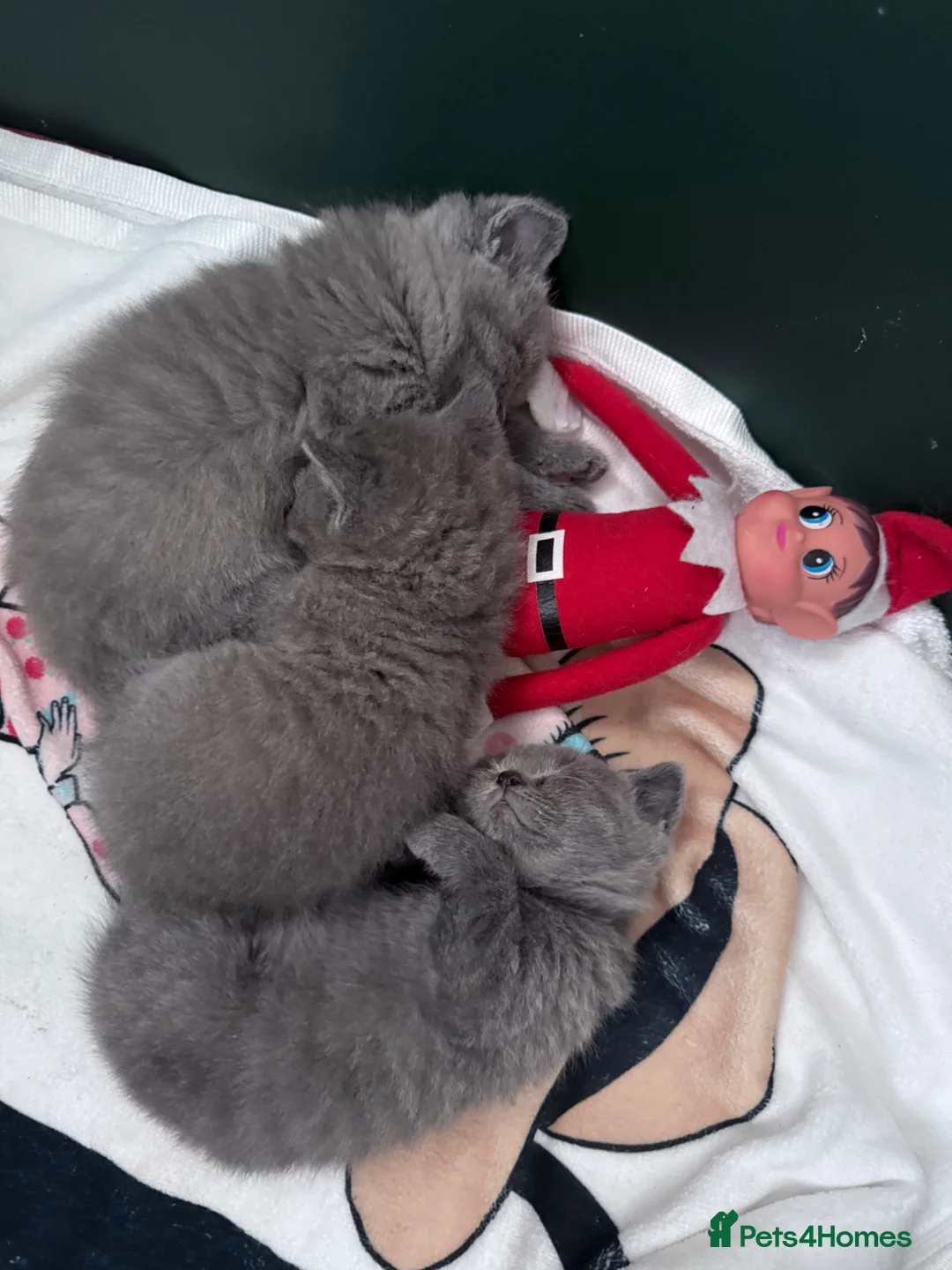 British Shorthair cats for sale: British Shorthair Kittens - Advert 1